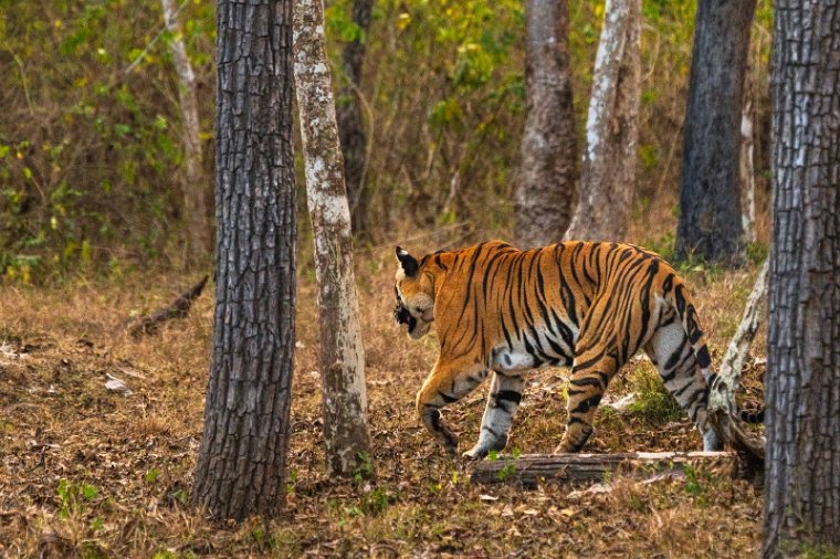 141 Nagarhole NP.jpg